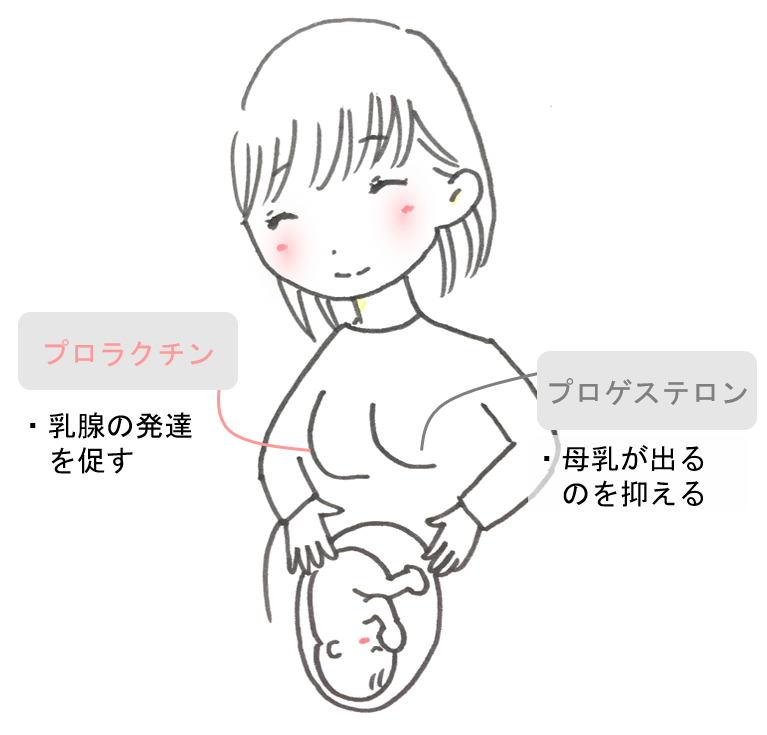 妊娠中のホルモンの働き