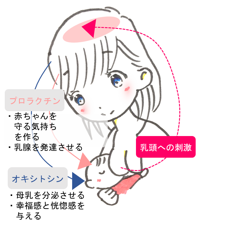 授乳中のママとホルモンの働き